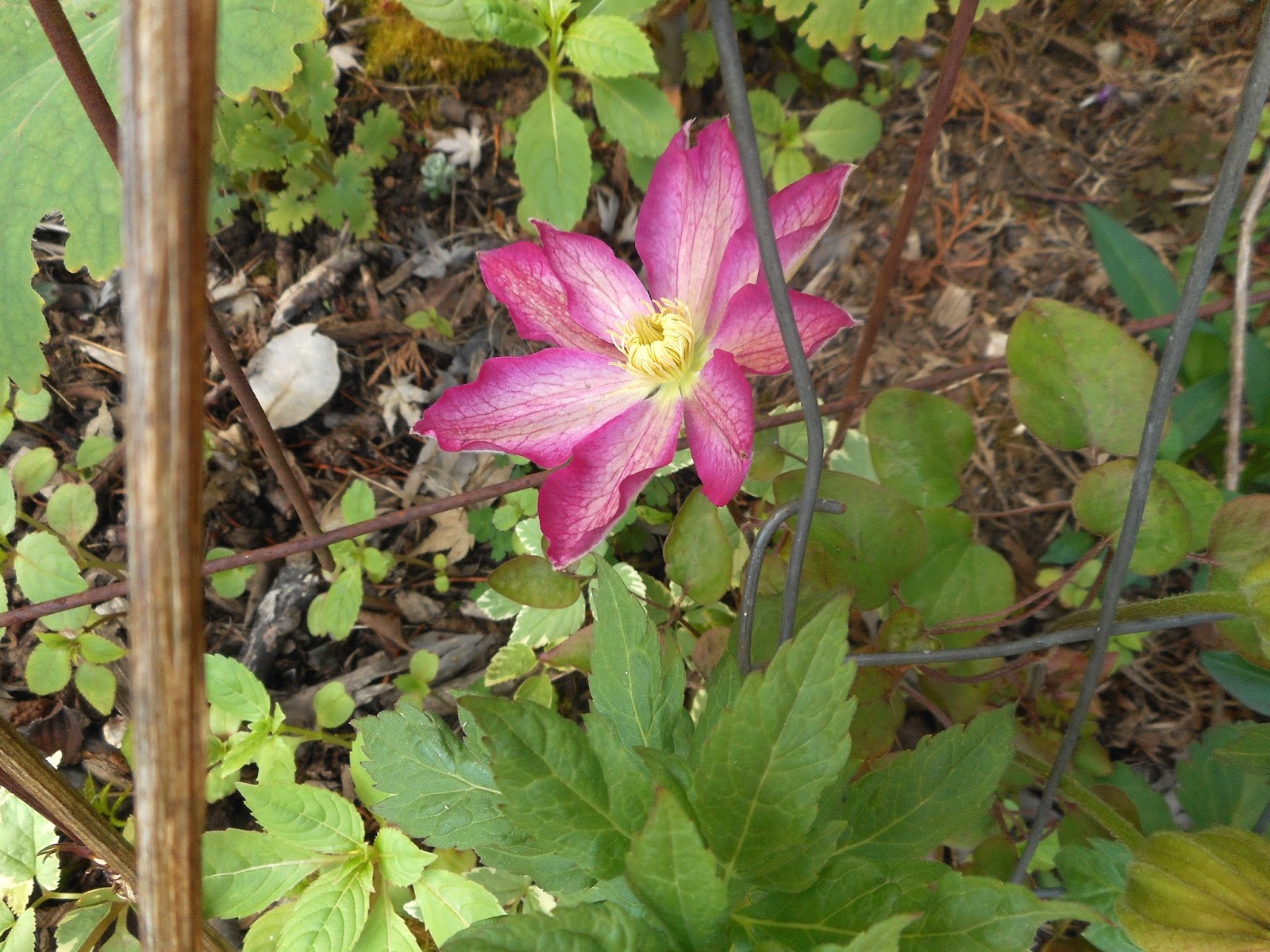 Gardening With Grace: CLEMATIS